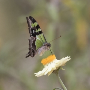 Graphium macleayanum at Acton, ACT - 16 Mar 2021