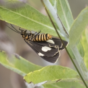 Nyctemera amicus at Acton, ACT - 16 Mar 2021 01:04 PM