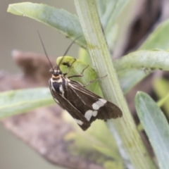 Nyctemera amicus at Acton, ACT - 16 Mar 2021 01:04 PM