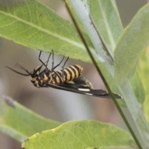 Nyctemera amicus at Acton, ACT - 16 Mar 2021 01:04 PM