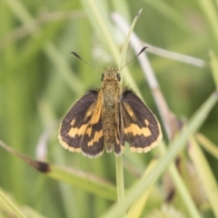 Ocybadistes walkeri (Green Grass-dart) at Acton, ACT - 16 Mar 2021 by AlisonMilton