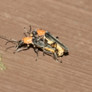 Chauliognathus tricolor at Acton, ACT - 16 Mar 2021