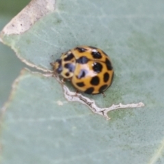 Harmonia conformis (Common Spotted Ladybird) at Higgins, ACT - 12 Jan 2021 by AlisonMilton