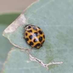 Harmonia conformis at Higgins, ACT - 12 Jan 2021