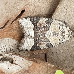 Meritastis lythrodana at Cook, ACT - 19 Mar 2021