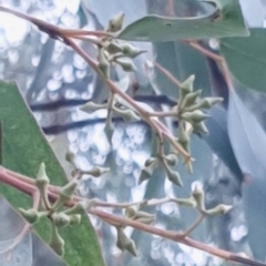 Eucalyptus macrorhyncha (Red Stringybark) at Mount Painter - 18 Mar 2021 by drakes