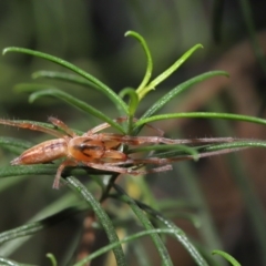 Cheiracanthium gracile (Slender sac spider) at ANBG - 19 Mar 2021 by TimL