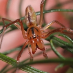 Cheiracanthium gracile at Downer, ACT - suppressed