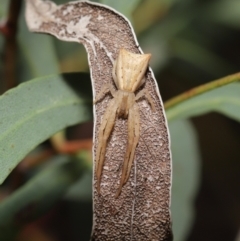 Sidymella trapezia (Trapezoid Crab Spider) at Downer, ACT - 19 Mar 2021 by TimL