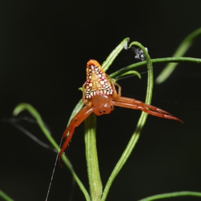 Arkys walckenaeri (Triangle spider) at ANBG - 19 Mar 2021 by TimL