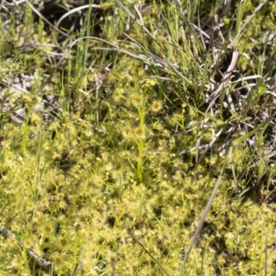 Drosera sp. (A Sundew) at Mount Painter - 28 Sep 2020 by AlisonMilton