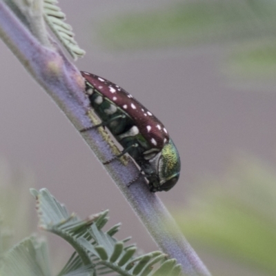 Diphucrania leucosticta (White-flecked acacia jewel beetle) at Hawker, ACT - 15 Mar 2021 by AlisonMilton