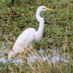 Ardea alba (Great Egret) at Wodonga, VIC - 20 Mar 2021 by KylieWaldon