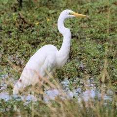 Ardea alba (Great Egret) at Wodonga, VIC - 19 Mar 2021 by Kyliegw