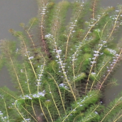 Myriophyllum sp. (Water-milfoil) at Wodonga Regional Park - 19 Mar 2021 by Kyliegw