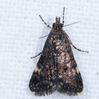 Heliothela ophideresana (A Crambid Moth (Scopariinae)) at Melba, ACT - 10 Mar 2021 by kasiaaus