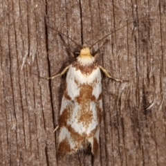 Palimmeces habrophanes (A Concealer moth) at Melba, ACT - 10 Mar 2021 by kasiaaus