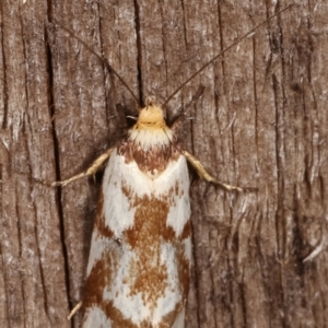 Palimmeces habrophanes at Melba, ACT - 10 Mar 2021 09:04 PM