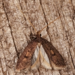 Lecithocera undescribed species nr terrigena at Melba, ACT - 10 Mar 2021 by kasiaaus