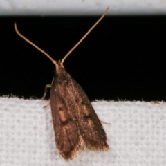 Lecithocera undescribed species nr terrigena at Melba, ACT - 10 Mar 2021 09:09 PM