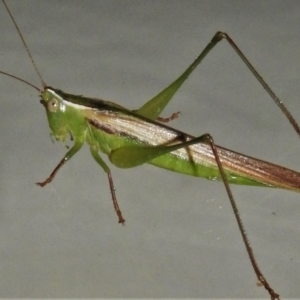 Conocephalus sp. (genus) at Wanniassa, ACT - 20 Mar 2021 10:00 PM
