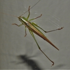 Conocephalus sp. (genus) at Wanniassa, ACT - 20 Mar 2021