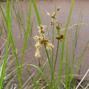 Bolboschoenus medianus at Fyshwick, ACT - 17 Mar 2021 04:22 PM