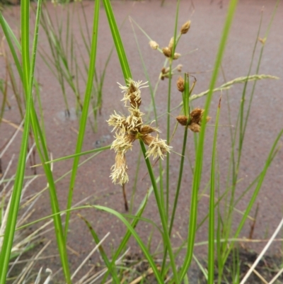 Bolboschoenus medianus (A Sedge) at Fyshwick, ACT - 17 Mar 2021 by MatthewFrawley