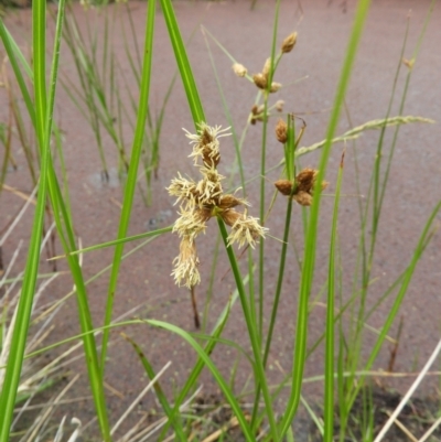 Bolboschoenus medianus (A Sedge) at Jerrabomberra Wetlands - 17 Mar 2021 by MatthewFrawley