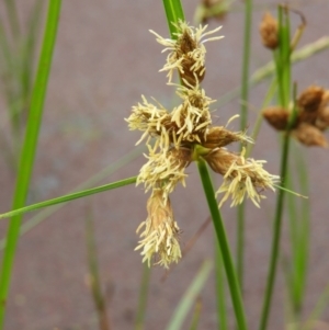 Bolboschoenus medianus at Fyshwick, ACT - 17 Mar 2021 04:22 PM