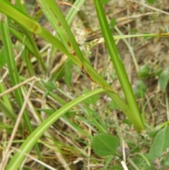 Bolboschoenus medianus at Fyshwick, ACT - 17 Mar 2021 04:22 PM