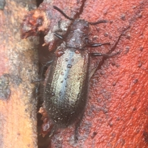 Lagriini sp. (tribe) at O'Connor, ACT - 21 Mar 2021 10:06 AM