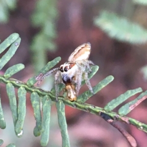 Opisthoncus sp. (genus) at O'Connor, ACT - 21 Mar 2021