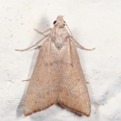 Callionyma sarcodes (A Galleriinae moth) at Melba, ACT - 10 Mar 2021 by kasiaaus