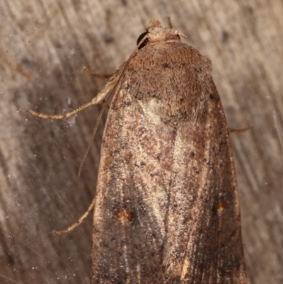 Proteuxoa porphyrescens (A Noctuid moth) at Melba, ACT - 10 Mar 2021 by kasiaaus