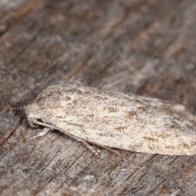 Agriophara (genus) (A concealer moth) at Melba, ACT - 10 Mar 2021 by kasiaaus