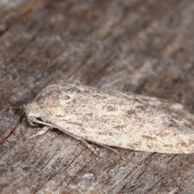 Agriophara (genus) (A Flat-bodied moth (Depressidae) at Melba, ACT - 10 Mar 2021 by kasiaaus