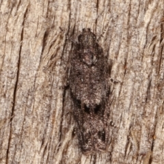 Ardozyga loxodesma (A Gelechioid moth) at Melba, ACT - 10 Mar 2021 by kasiaaus