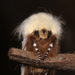 Oenosandra boisduvalii (Boisduval's Autumn Moth) at Melba, ACT - 10 Mar 2021 by kasiaaus