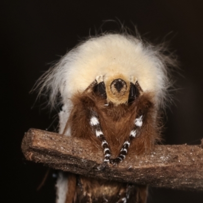 Oenosandra boisduvalii (Boisduval's Autumn Moth) at Melba, ACT - 10 Mar 2021 by kasiaaus