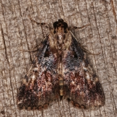 Orthaga thyrisalis (Teatree Web Moth) at Melba, ACT - 11 Mar 2021 by kasiaaus