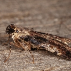 Orthaga thyrisalis at Melba, ACT - 11 Mar 2021 12:09 AM