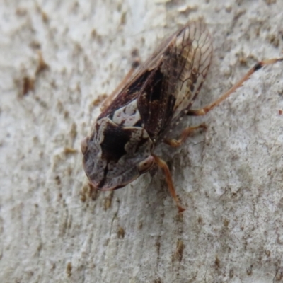 Stenocotis depressa (Leafhopper) at Downer, ACT - 20 Mar 2021 by Christine