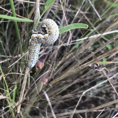 Lepidoptera unclassified IMMATURE moth at Jerrabomberra, ACT - 17 Mar 2021 by StephenMahony