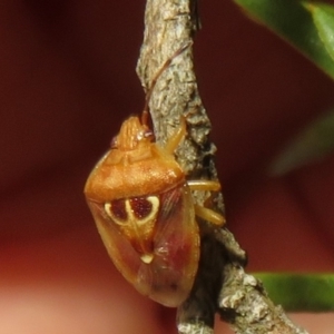 Eupolemus angularis at Downer, ACT - 20 Mar 2021