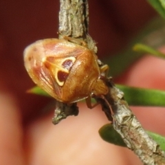 Eupolemus angularis at Downer, ACT - 20 Mar 2021