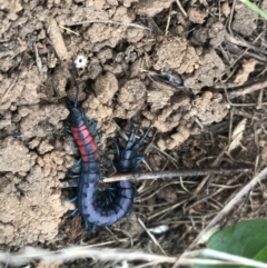 Scolopendra laeta (Giant Centipede) at Hume, ACT - 17 Mar 2021 by StephenMahony