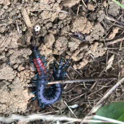 Scolopendra laeta (Giant Centipede) at Hume, ACT - 17 Mar 2021 by StephenMahony