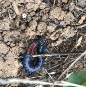 Scolopendra laeta at Hume, ACT - 17 Mar 2021