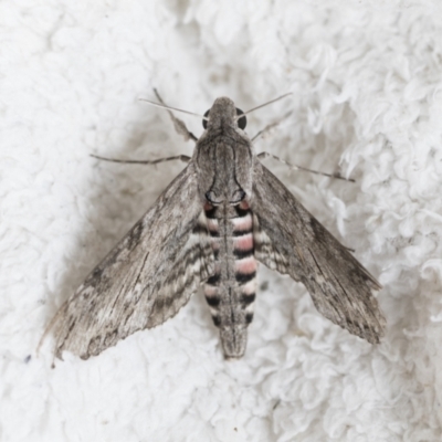 Agrius convolvuli (Convolvulus Hawk Moth) at Higgins, ACT - 17 Mar 2021 by AlisonMilton